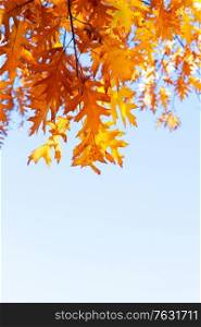 fall yellow oak leaves bokeh background with sun beams on blue sky with copy space. fall maple leaves