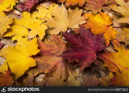Fall yellow, orange and red magenta maple leaves on the rustic wooden background