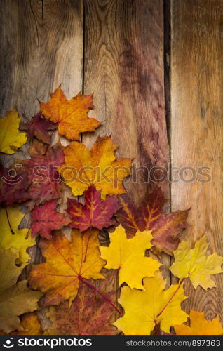 Fall yellow, orange and red magenta maple leaves on the rustic wooden table, copy space