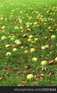 Fallen apples under a tree in an orchard