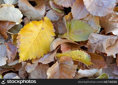 fallen autumn fall leaves background image. autumn fall leaves
