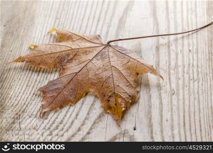 Fallen autumn leaf. Beautiful fallen autumn maple leaf on wood background