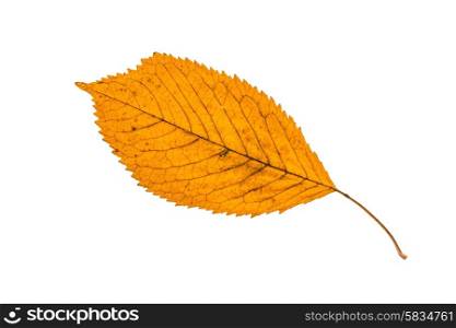 Fallen autumn leaf isolated on white
