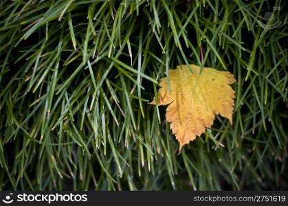 fallen autumn leaf stuck in thick green grass