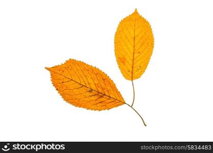 Fallen autumn leafs isolated on white