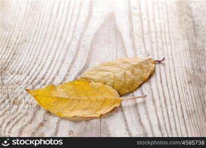 Fallen autumn leaves. Beautiful fallen autumn leaves on wood background