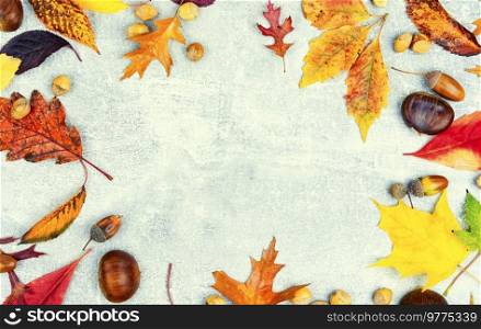 Fallen autumn leaves, herbarium. Colorful autumn leaves. Copy space. Herbarium of autumn leaves.