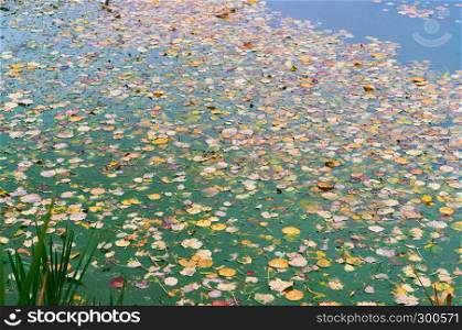 fallen autumn leaves on the water, yellow and red leaves. fallen autumn leaves on the water