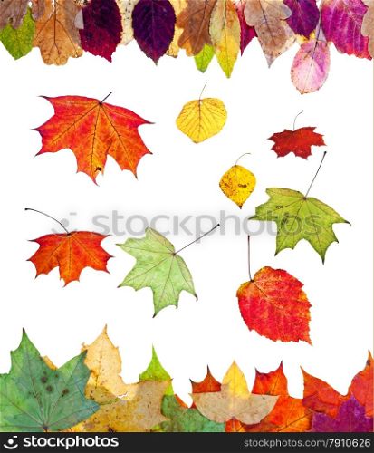 fallen birch aspen maple and other autumn leaves isolated on white background