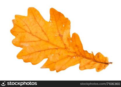 fallen brown oak leaf isolated on white background