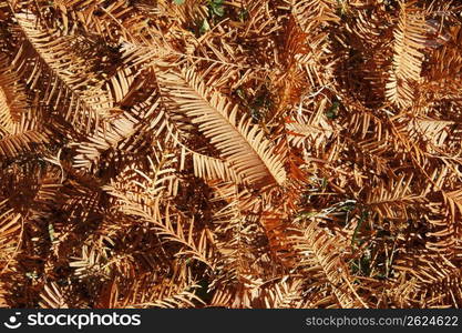 Fallen cedar leaf