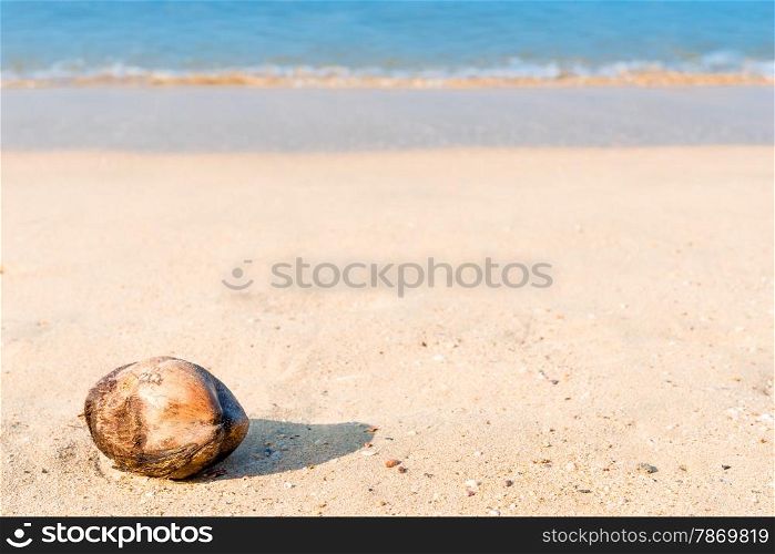 fallen coconut lies on a sandy beach