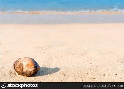 fallen coconut lies on a sandy beach