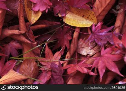 Fallen colored leaf