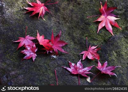 Fallen colored leaves