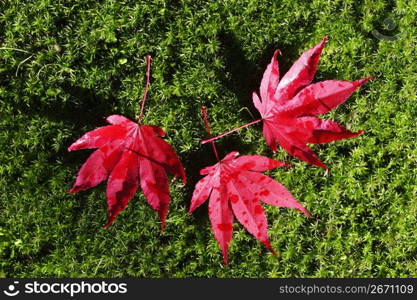 Fallen colored leaves