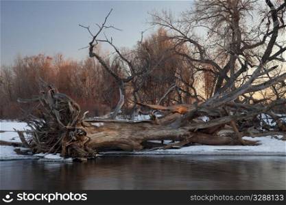 fallen cottonwood tree and driftwood - typical winter scenery on South Platte River in eastern Colorado