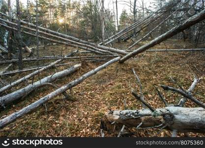 Fallen dead trees in the forest.