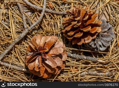 Fallen dry pine cones and needles in the Troodos mountains forest in Cyprus