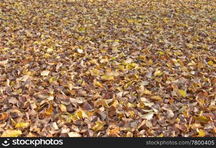 fallen fall or autumn leaves in the park background image. autumn leaves