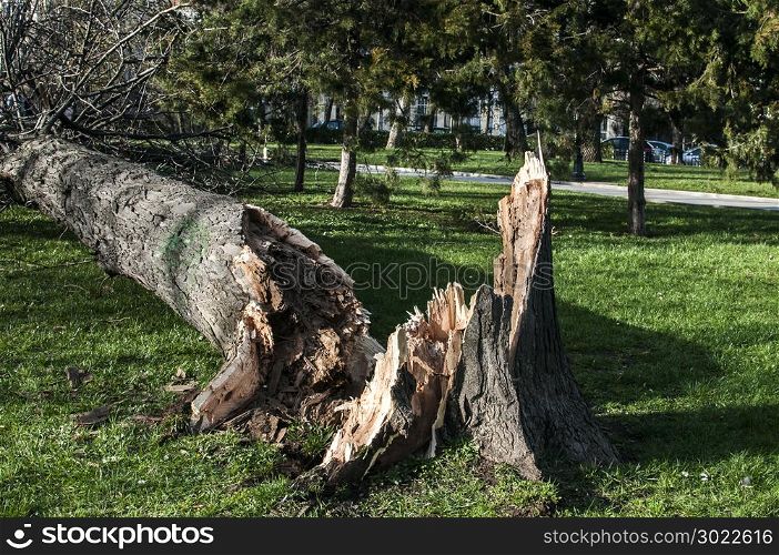 Fallen large tree in city park due to strong storm