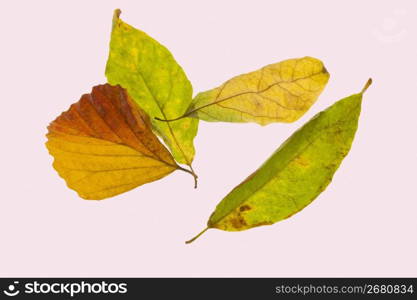 Fallen leaf