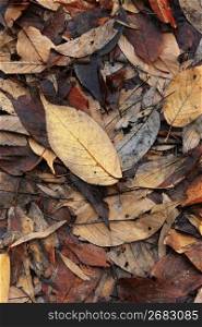 Fallen leaf