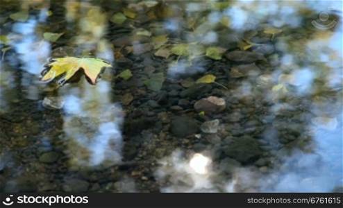 Fallen leaf floating on river