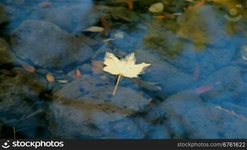 Fallen leaf floating on water