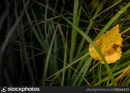 Fallen leaf in grass at autumn time