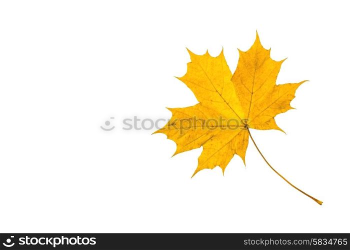 Fallen leaf in yellow colors at autumn time