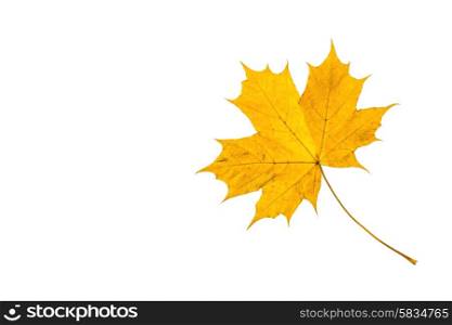 Fallen leaf in yellow colors at autumn time