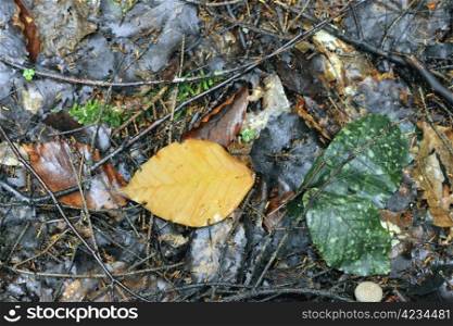 Fallen leaf on the ground. Auntumn coming