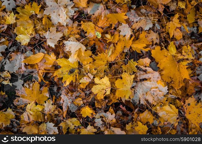 Fallen leafs in the forest at autumn time