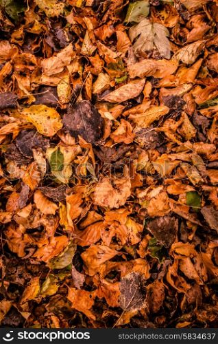 Fallen leafs on the gorund at autumn time