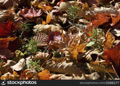 Fallen leaves