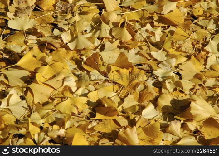 Fallen leaves