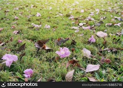 fallen leaves and flowers on green grass background