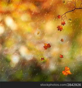 Fallen leaves and rain in the autumn forest, natural backgrounds