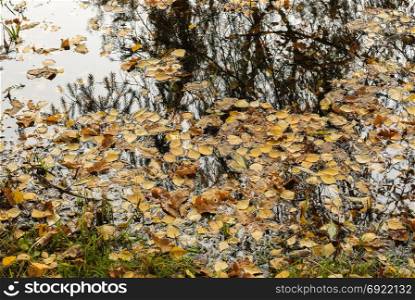 Fallen leaves float in water and reflect the branches of trees in the water