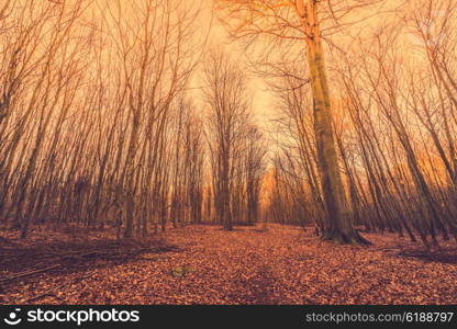 Fallen leaves in a forest at sunrise early in the morning
