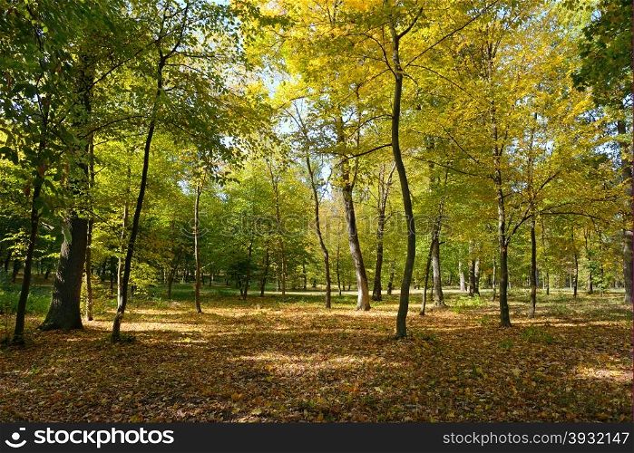 Fallen leaves in autumn forest