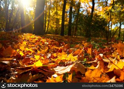 fallen leaves in autumn forest at sunny weather