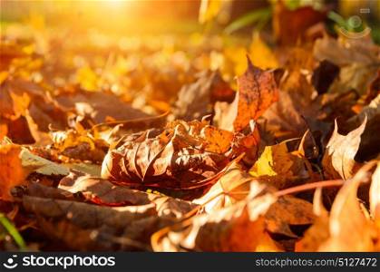 fallen leaves in autumn forest. fallen leaves in autumn forest at sunny weather