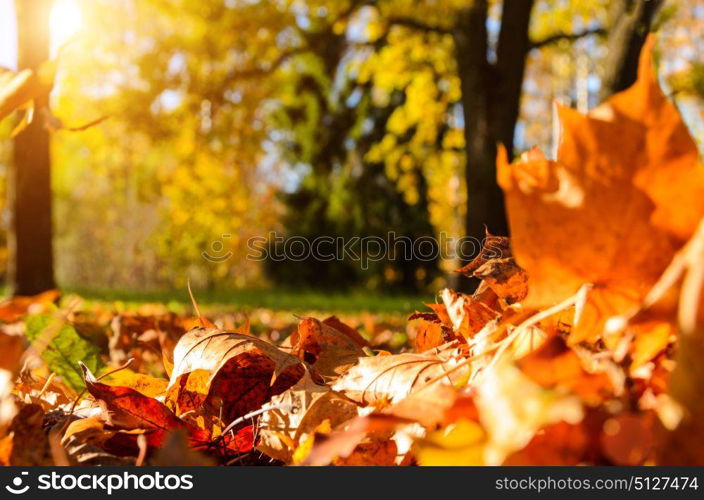 fallen leaves in autumn forest. fallen leaves in autumn forest at sunny weather