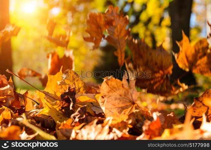 fallen leaves in autumn forest. fallen leaves in autumn forest at sunny weather