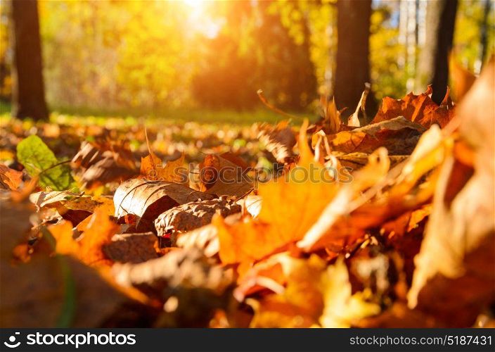 fallen leaves in autumn forest. fallen leaves in autumn forest at sunny weather