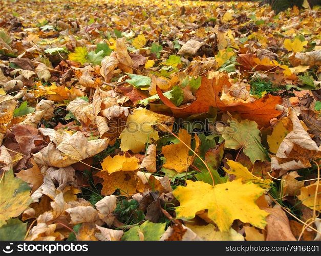 fallen leaves in autumn park at sunny weather