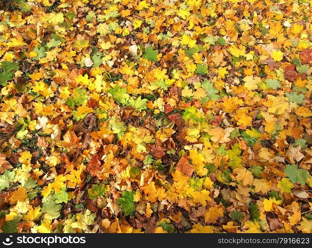 fallen leaves in autumn park at sunny weather