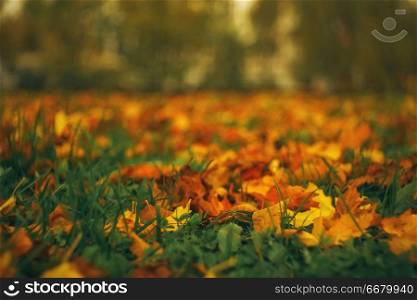 Fallen leaves lie on the ground in an autumn park